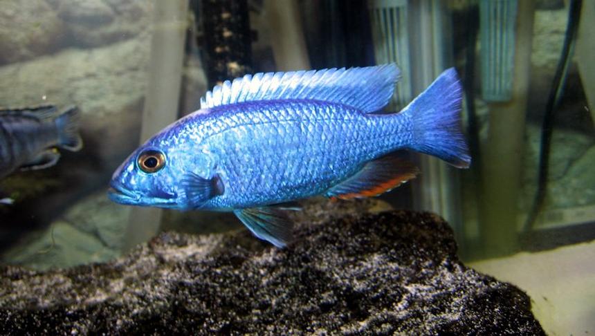 Rated #18: Freshwater Fish - Sciaenochromis Fryeri - Electric Blue Hap Stocking In 55 Gallons Tank - My Electric Blue