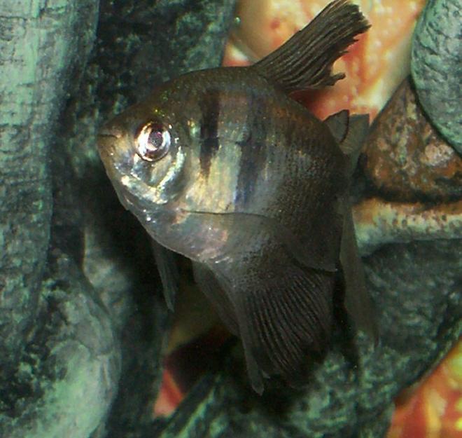 freshwater fish - gymnocorymbus sp. - black skirt tetra stocking in 30 gallons tank - one of my black skirt tetra