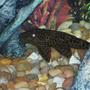 freshwater fish - pseudoacanthicus leopardus - redtail leopard pleco (l-114) stocking in 30 gallons tank - this is my algea eater