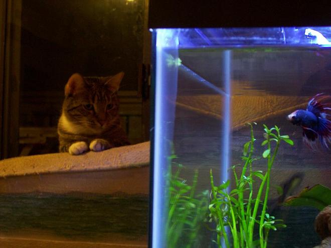 freshwater fish - betta splendens - betta stocking in 30 gallons tank - Bruce my crowntail betta  is a big instigator, I should feed my cat.