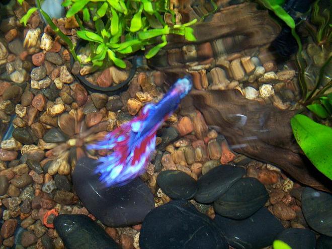 freshwater fish - betta splendens - betta stocking in 30 gallons tank - this is a top view of Bruce., It hought the picture came out somewhat decent. What do you think?