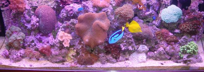 60 gallons reef tank (mostly live coral and fish) - Ratings of less than 7 will not be accepted