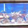 55 gallons saltwater fish tank (mostly fish, little/no live coral) - 55 gal in the works