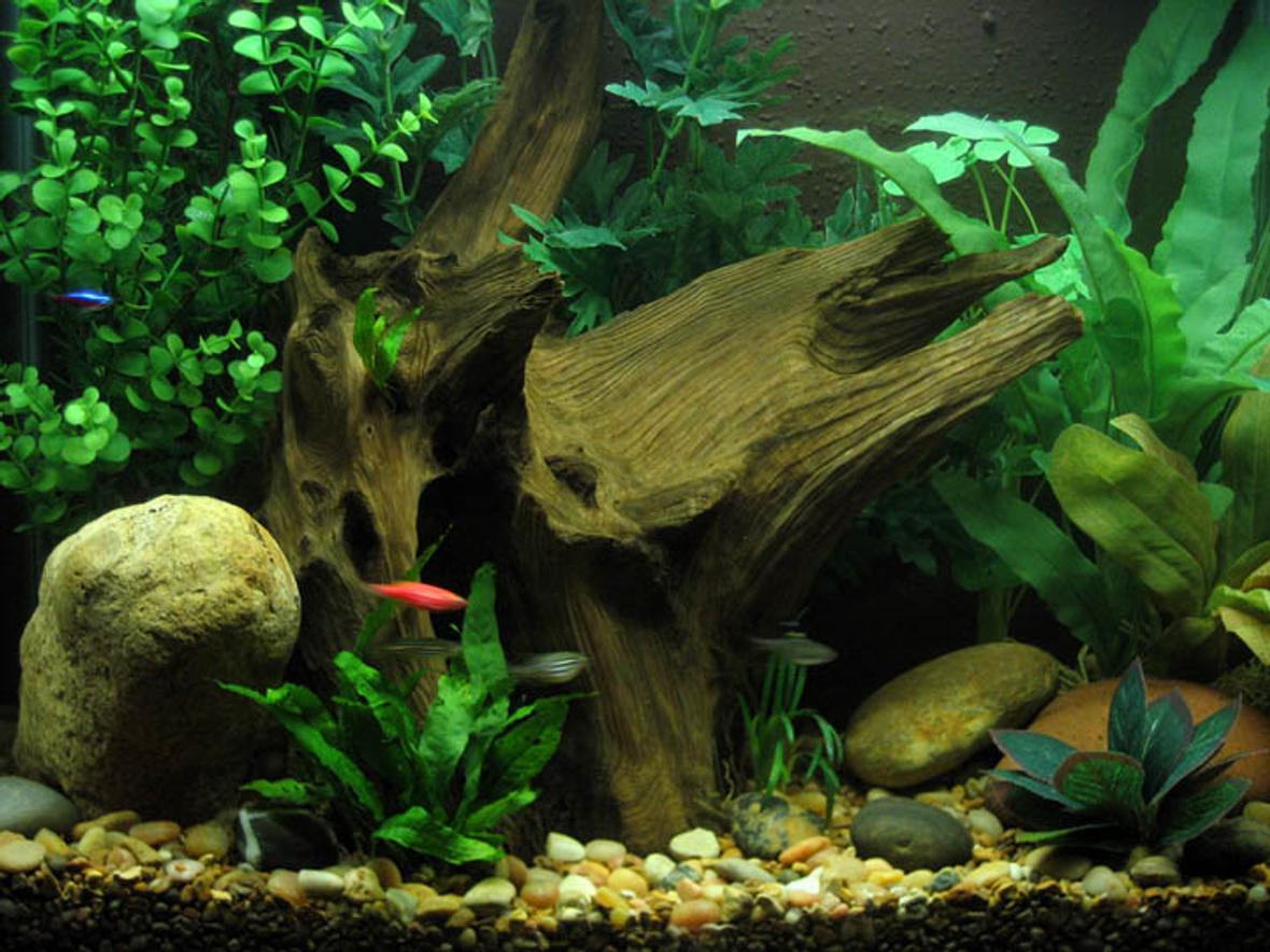15 gallons freshwater fish tank (mostly fish and non-living decorations) - 15 Gallon