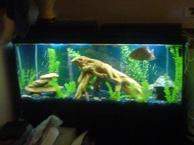 55 gallons freshwater fish tank (mostly fish and non-living decorations) - 55 GAL....Tha home of my fishes....8" PACU, 7" OSCAR, 3 1/2 " GREEN TERROR, 3" CONVICT AND 1" JACK DEMPSEY......
