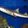 saltwater fish - brown banded bamboo shark - Adult Brown Banded Bamboo Shark
