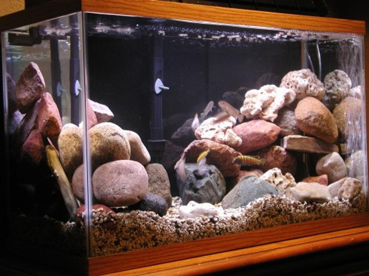 50 gallons freshwater fish tank (mostly fish and non-living decorations) - 29 gal. mbuna tank