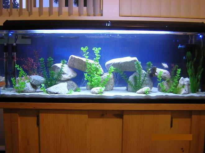 80 gallons freshwater fish tank (mostly fish and non-living decorations) - My 80 gallon all-glass tank