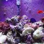 reef tank (mostly live coral and fish) - 30 gallon Tall 24x12x24. PC lights two 65 watt bulbs with nite light all running of coral life timer. purple tang, flame angel and yellow tail damsel. mushroom coral.