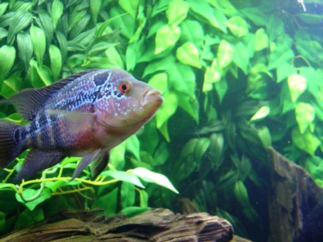 freshwater fish - cichlasoma sp. - flower horn cichlid stocking in 72 gallons tank - Flowerhorn.