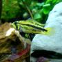 freshwater fish - apistogramma cacatuoides - dwarf cichlid stocking in 46 gallons tank - Apistogramma Cacatuoides - Triple Red female