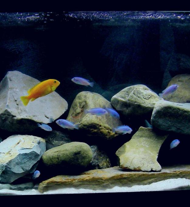75 gallons freshwater fish tank (mostly fish and non-living decorations) - 75 gallon all mbuna tank.
Doing my best to make it look like Lake Malawi.
It's a matter of taste I guess, but some of the Malawi tanks on this site are just rediculously BAD.
