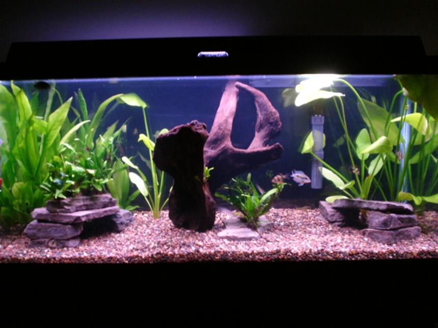 Rated #116: 30 Gallons Planted Tank - 30 gallon planted tank