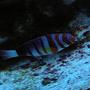 saltwater fish - choerodon fasciatus - harlequin tusk stocking in 125 gallons tank - Harlequin Tusk