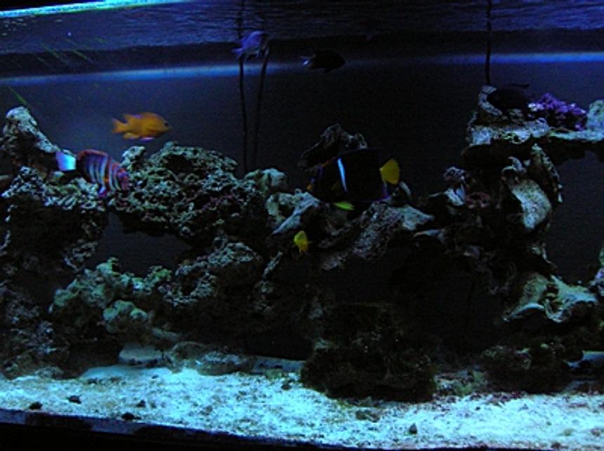 Rated #30: 125 Gallons Saltwater Fish Tank - Majority of the Fish (Bad Picture)
