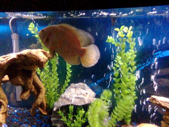 freshwater fish - astronotus ocellatus - albino oscar stocking in 55 gallons tank - 55 GAL....Tha home of my fishes....8" PACU, 7" OSCAR, 3 1/2 " GREEN TERROR, 3" CONVICT AND 1" JACK DEMPSEY......