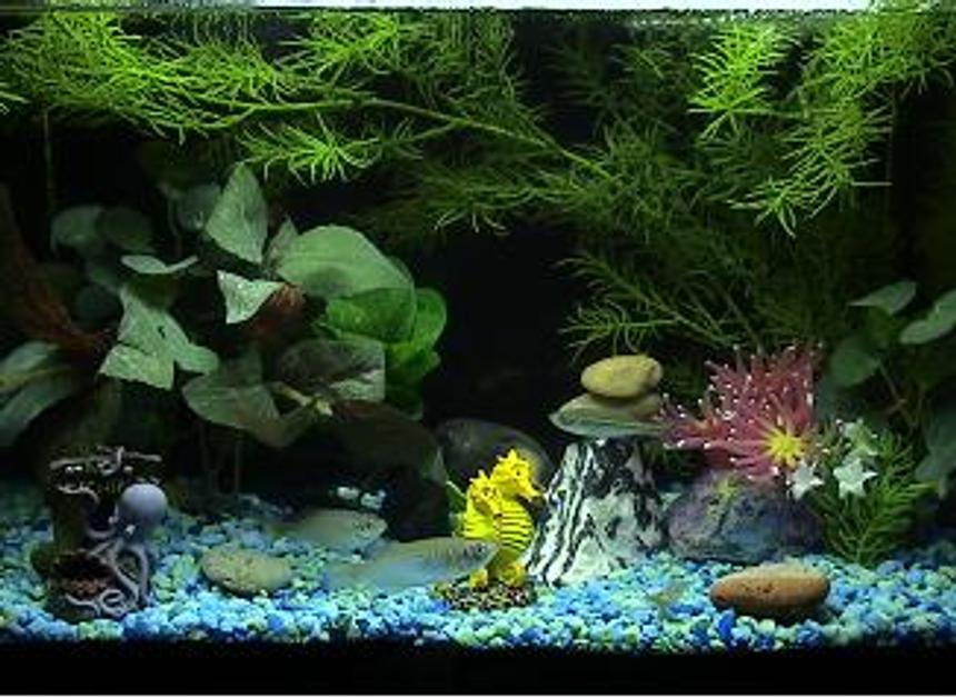 Rated #172: 5 Gallons Planted Tank - Fishies