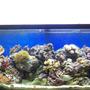 55 gallons reef tank (mostly live coral and fish) - Redone 55 gallon reef