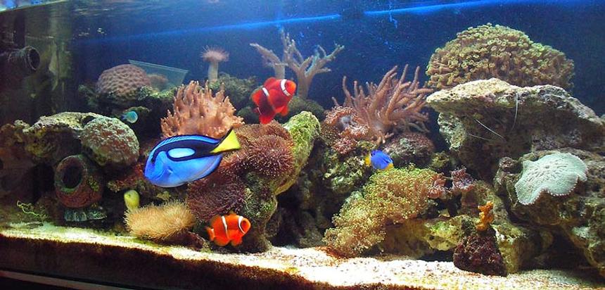 Rated #58: 67 Gallons Reef Tank - Reef tank