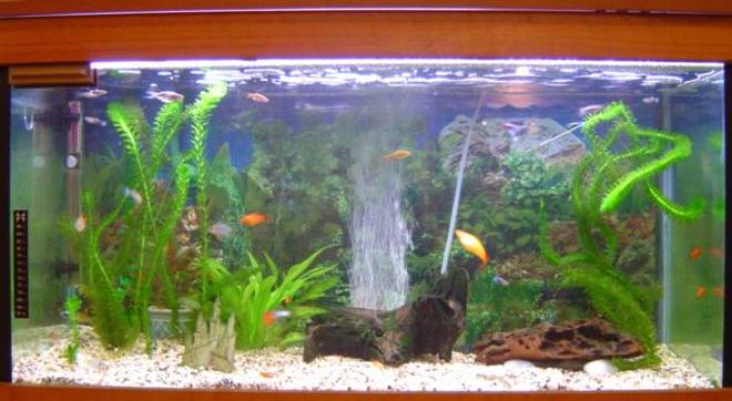 52 gallons planted tank (mostly live plants and fish) - My community tank..
