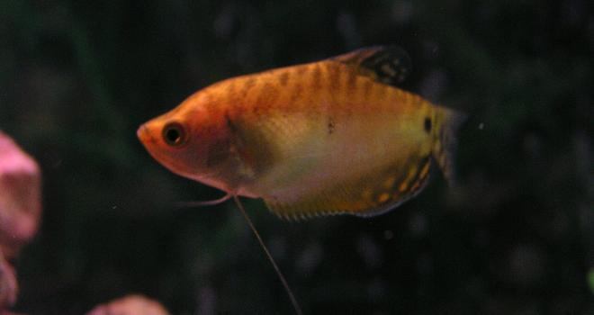 freshwater fish - trichogaster trichopterus - gold gourami stocking in 55 gallons tank - Gold Gourami; Week 2 added two