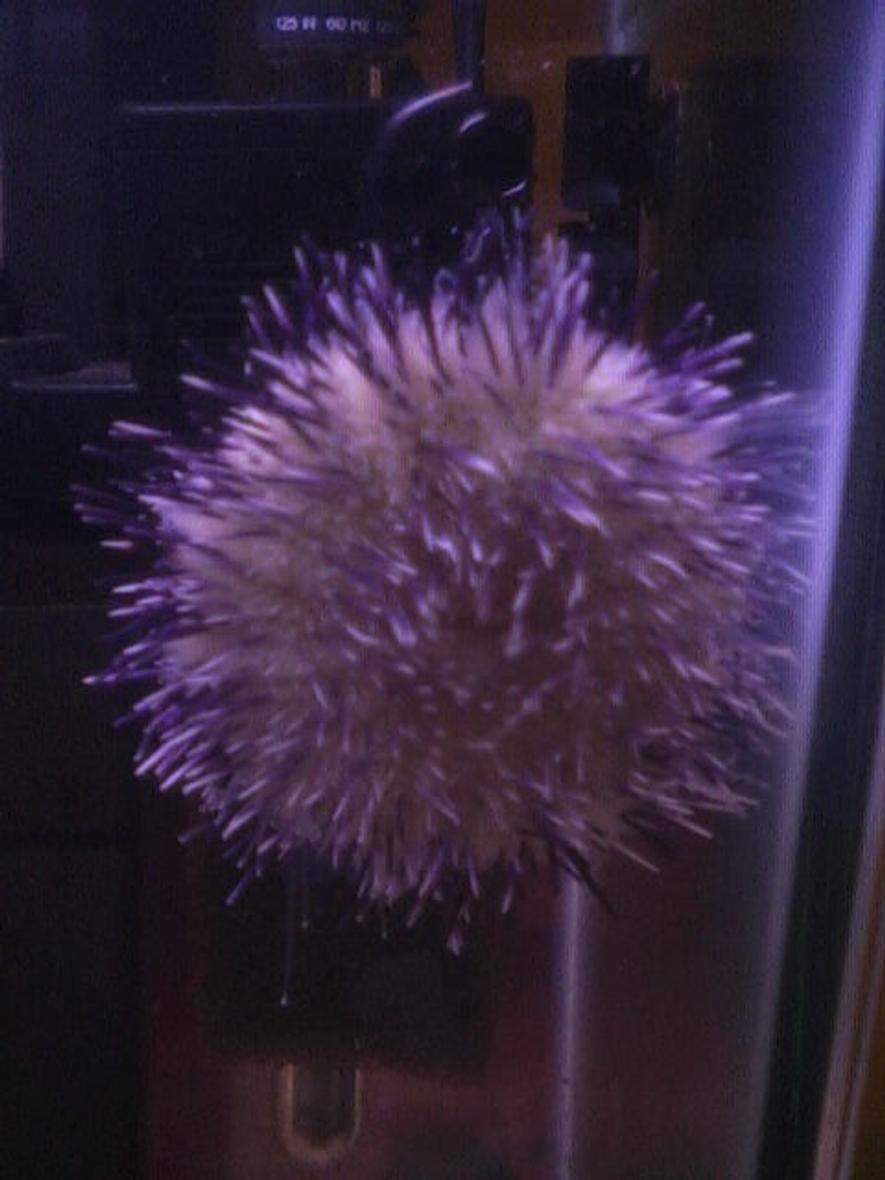 Rated #43: Corals Inverts - Lytechinus Vaniegatus - Pincushion Urchin Stocking In 25 Gallons Tank - my flower pot sea urchin.