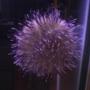 corals inverts - lytechinus vaniegatus - pincushion urchin stocking in 25 gallons tank - my flower pot sea urchin.