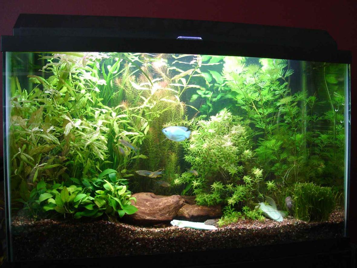 29 gallons planted tank (mostly live plants and fish) - 29g with CO2 and about 80w Fish~2 kribs, 4 longfin danios, 12 glo-light tetras, 6 celebes rainbowfish, 1 dwarf powder blue gourami, and 3 Ancistrus claro Plants~Cabomba, Hygrophila polysperma "rosanervig" , Rotala sp. "Nanjeshan" aka Mayaca selowiana, Rotala sp. "green", dwarf sag and tall sag grass