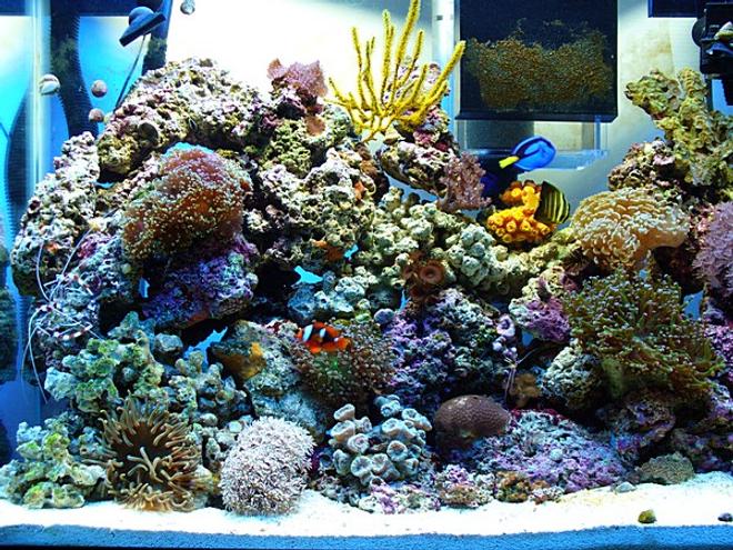 37 gallons reef tank (mostly live coral and fish) - HERE IS THE TANK ONLY IN MEMORIES, IT NO LONGER SITS, IT WAS TAKEN DOWN TO GET A BIGGER TANK