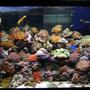 65 gallons reef tank (mostly live coral and fish) - Reef Tank As Of Dec 26/06