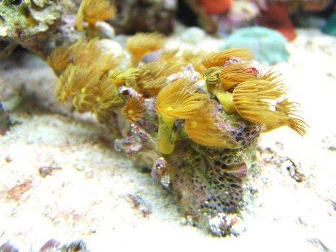 corals inverts - zoanthus sp. - yellow polyps stocking in 65 gallons tank - Yellow Polypes
