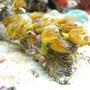 corals inverts - zoanthus sp. - yellow polyps stocking in 65 gallons tank - Yellow Polypes