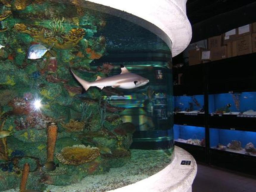 Rated #5: Freshwater Fish - Labeo Chrysophekadion - Black Shark Stocking In 65 Gallons Tank - Black Tip Reef Shark At Work