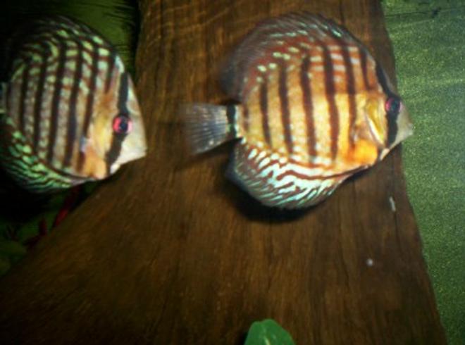 freshwater fish - symphysodon aequifasciata - royal blue discus stocking in 150 gallons tank - 150 GALLON DICUS TANK