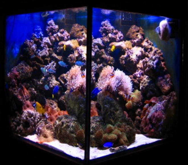 112 gallons reef tank (mostly live coral and fish) - 422liter cube (75x75x75cm) with 80kg live rock and 25kg lime rock. Anemones (BTA, beaded, Rhodactis) Mushrooms, soft corals, star polyps, blue sponges, fish :)