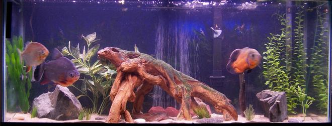 55 gallons freshwater fish tank (mostly fish and non-living decorations) - my freshwater 55gl