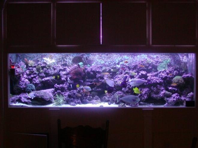 542 gallons reef tank (mostly live coral and fish) - *Our 540 gallon Reef*

This photo was taken right after Hurricane Katrina.  A couple fish and corals have died since.