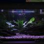 15 gallons freshwater fish tank (mostly fish and non-living decorations) - Moonlight in my aquarium
