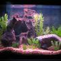 30 gallons freshwater fish tank (mostly fish and non-living decorations) - 30 Gallon Front View (5-11-06)