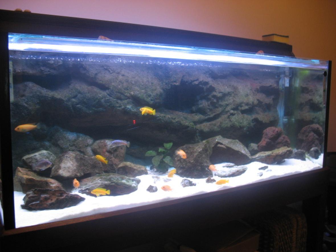 67 gallons freshwater fish tank (mostly fish and non-living decorations) - African Cichlid Tank