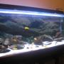 67 gallons freshwater fish tank (mostly fish and non-living decorations) - African Cichlid Tank