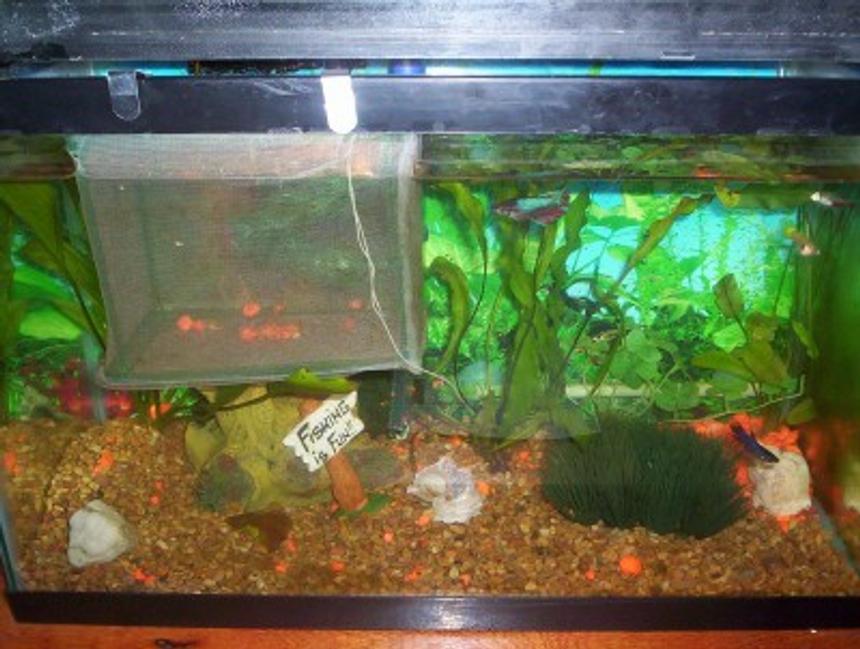 Rated #415: 10 Gallons Freshwater Fish Tank - sorry about the breeder net, the guppies have about another week to grow before they can go in with the big fish