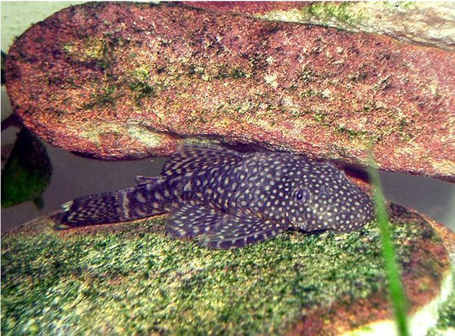 freshwater fish - ancistrus sp. - bushy nose pleco l-144 stocking in 35 gallons tank - bristlenose