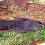 freshwater fish - ancistrus sp. - bushy nose pleco l-144 stocking in 35 gallons tank - bristlenose