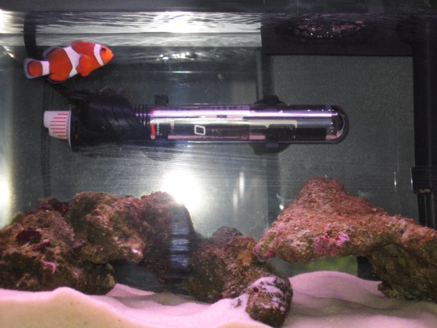Rated #61: 3 Gallons Saltwater Fish Tank - my mini saltwater aquarium