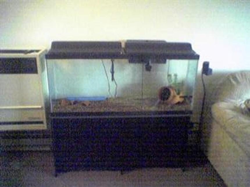 Rated #72: 55 Gallons Saltwater Fish Tank - new aquarium