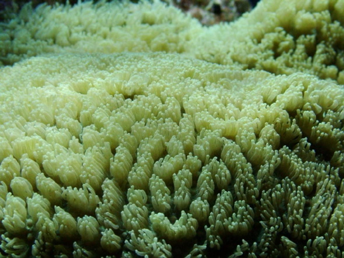 corals inverts - hydnophora exesa - horn coral - Hydnophora- Horn Coral