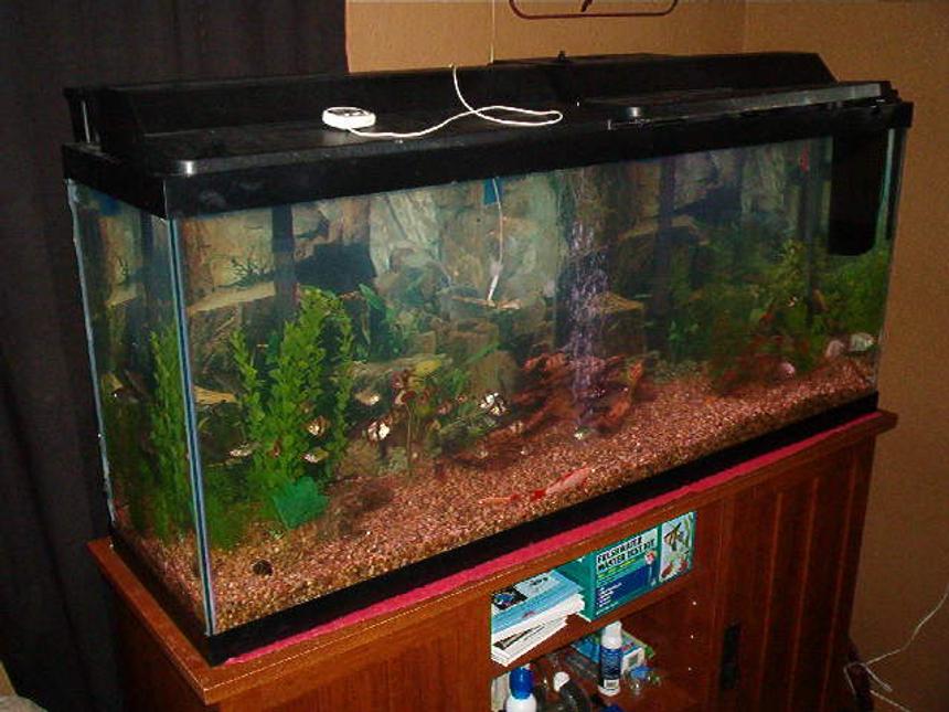 Rated #330: 55 Gallons Freshwater Fish Tank