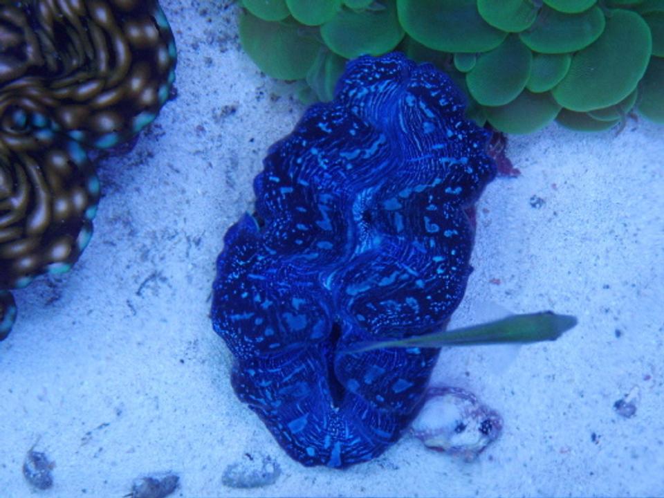 corals inverts - tridacna crocea - crocea clam - Picture of Tridacna Crocea photographed looking down as green reef chromis swims over.