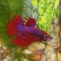 freshwater fish - betta splendens - crown tail betta stocking in 30 gallons tank - this is another one of my bettas